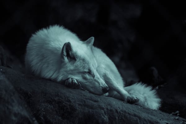 A mentalidade do lobo solitário